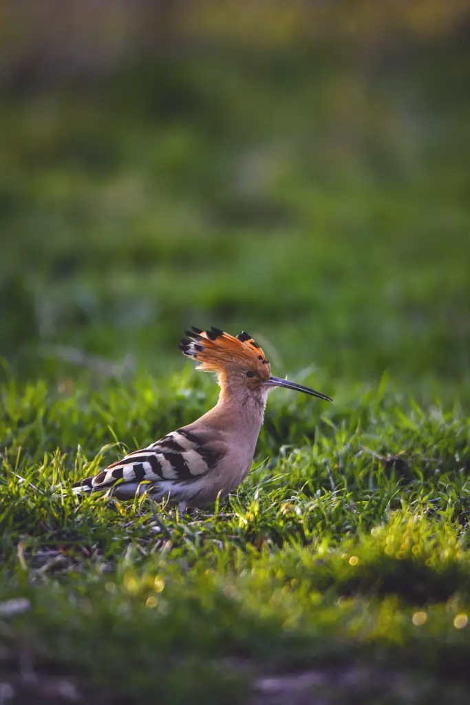 Hoopoe