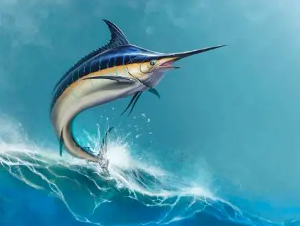 Black Marlin (Istiompax Indica)