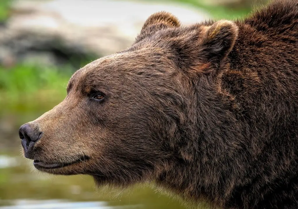 Bear (Ursidae)