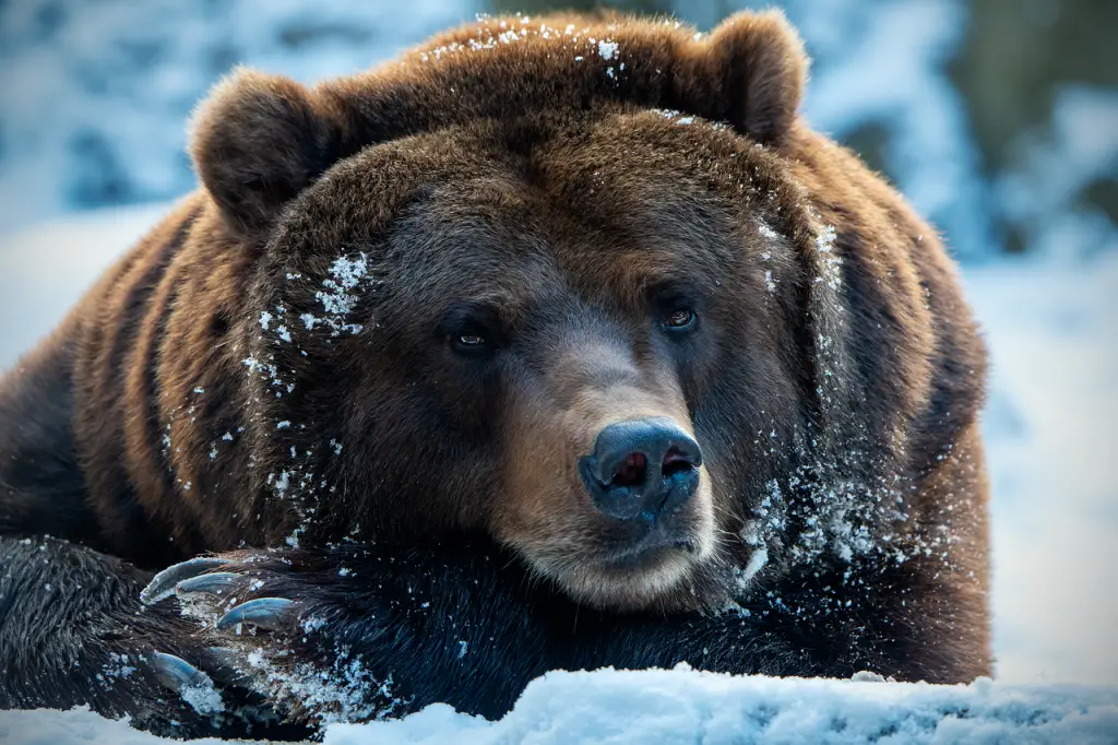 Bear (Ursidae)