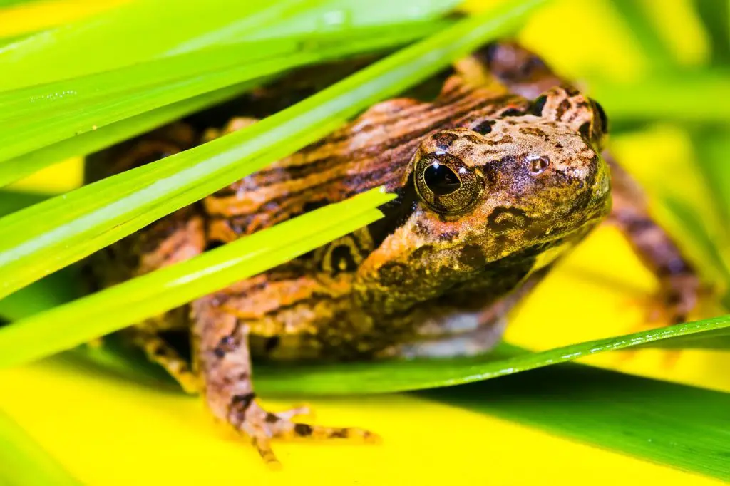 African Bullfrog (Pyxicephalus Adspersus)