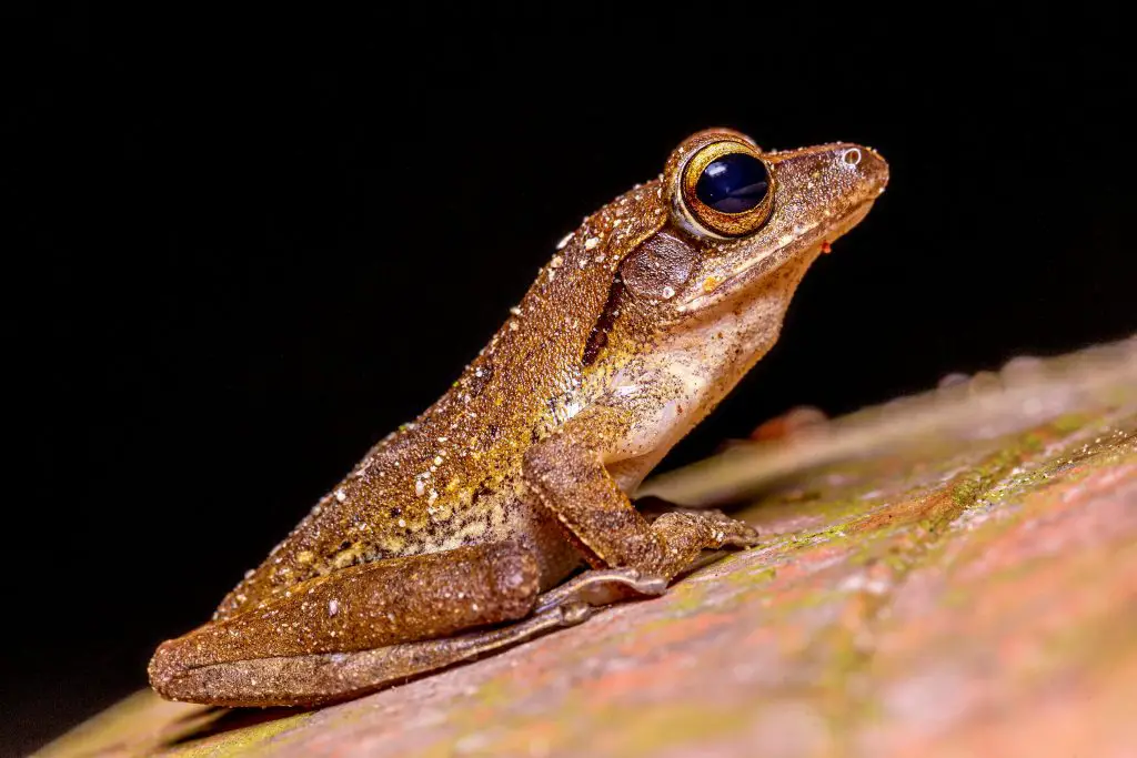 African Bullfrog (Pyxicephalus Adspersus)