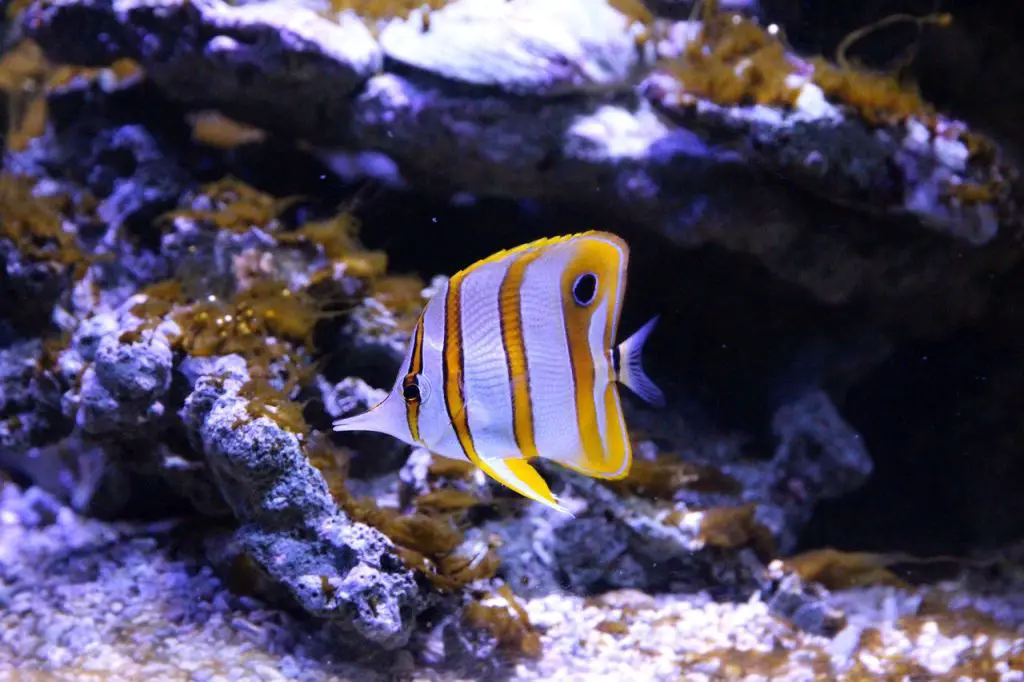 Butterfly Fish (Chaetodontidae)