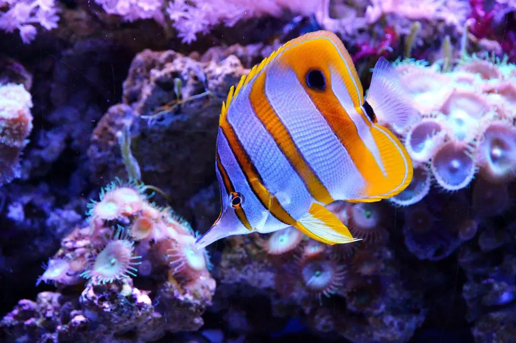 Butterfly Fish (Chaetodontidae)