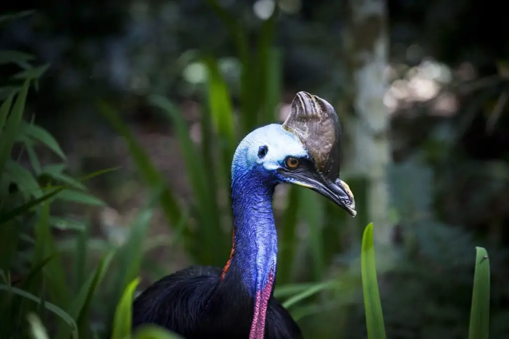 Cassowary (Casuarius Spp.)