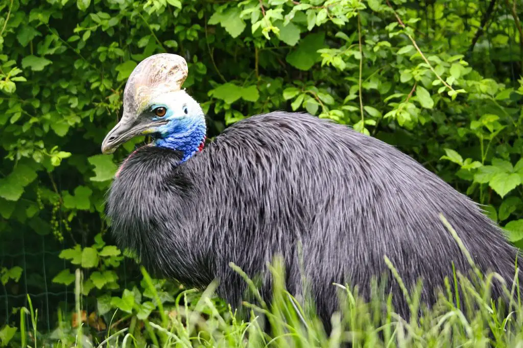 Cassowary (Casuarius Spp.)