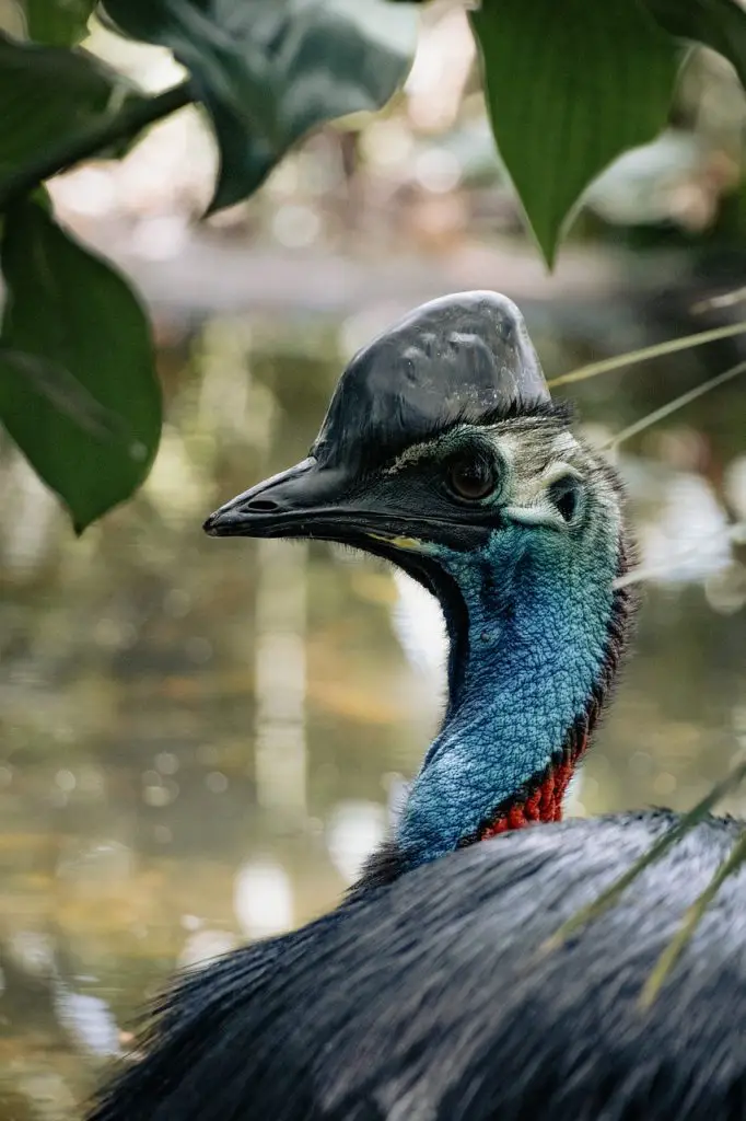 Cassowary (Casuarius Spp.)