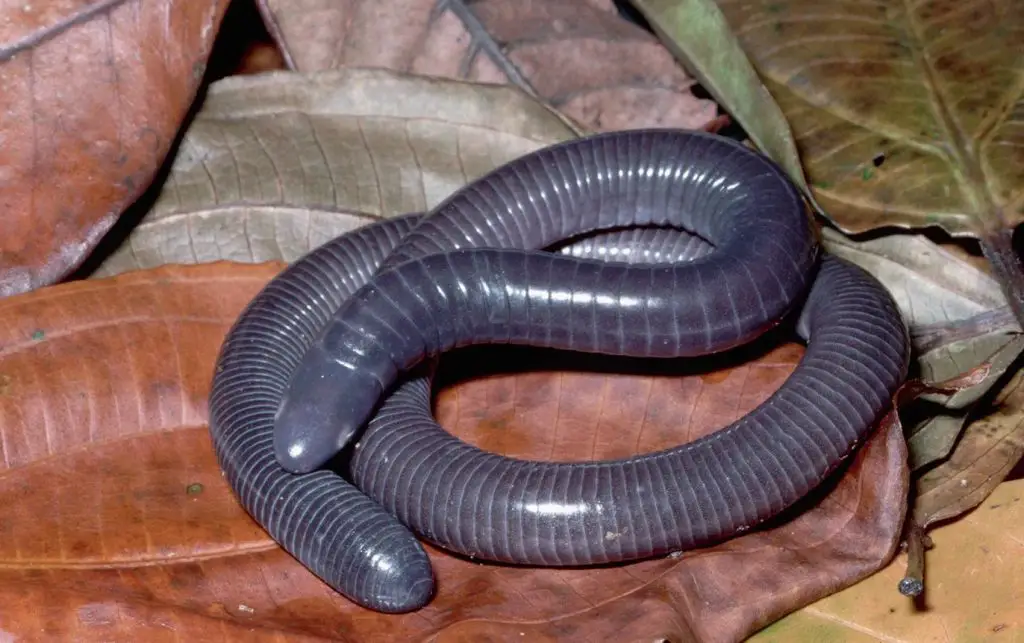 Caecilian (Apoda)