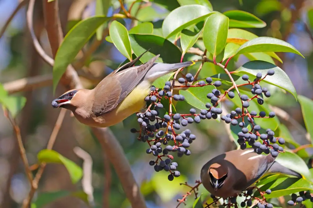 Cedar Waxwing (Bombycilla Cedrorum)