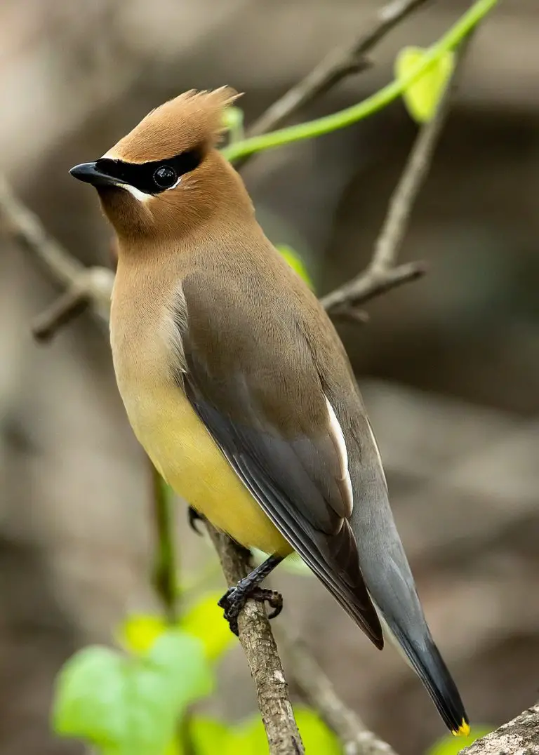 Cedar Waxwing (Bombycilla Cedrorum)