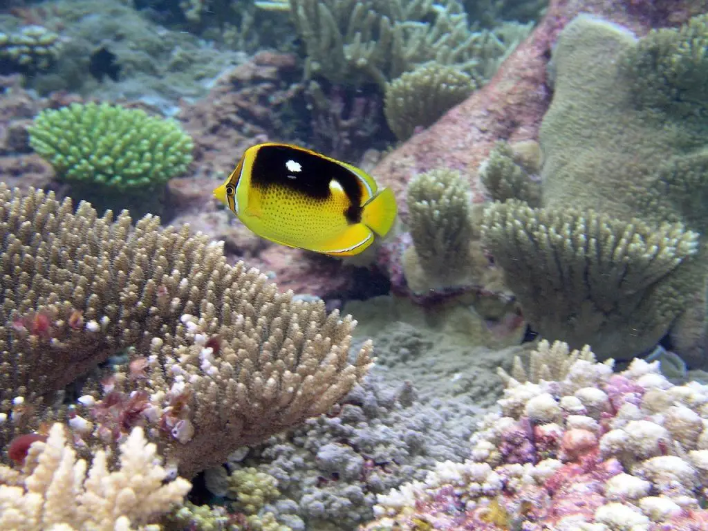 Butterfly Fish (Chaetodontidae)