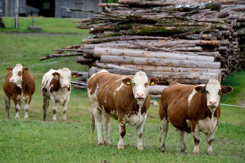 Cow (Bos Taurus)