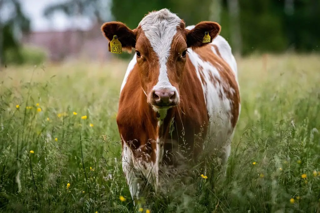 Cow (Bos Taurus)