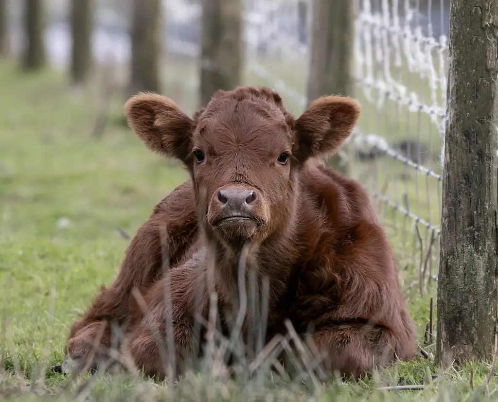 Cow (Bos Taurus)