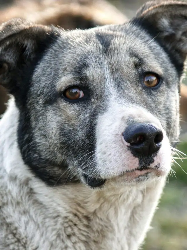 Australian Cattle Dog (7)