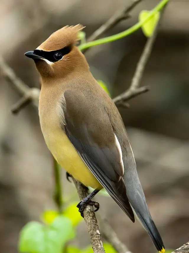 Cropped-Cedar-Waxwing-8143715_1280.Jpg