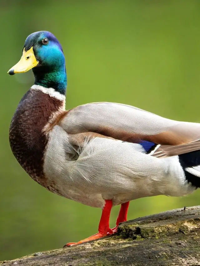 Cropped-Duck-5.Jpg