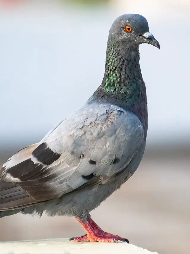 Cropped-Pigeon-6732592_1280.Jpg