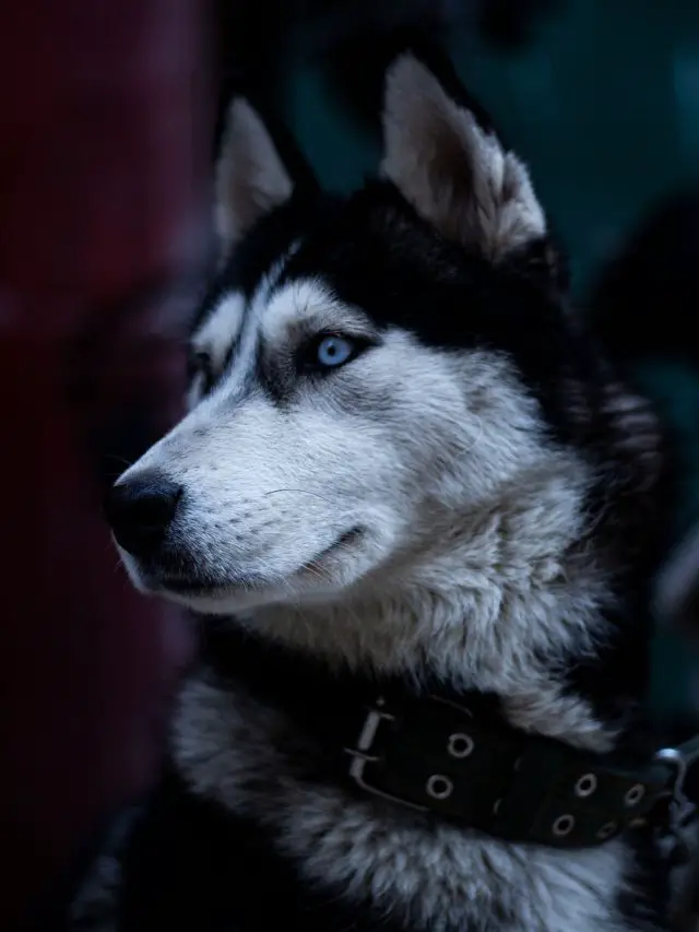 Cropped-Siberian-Husky-7839113_1280.Jpg