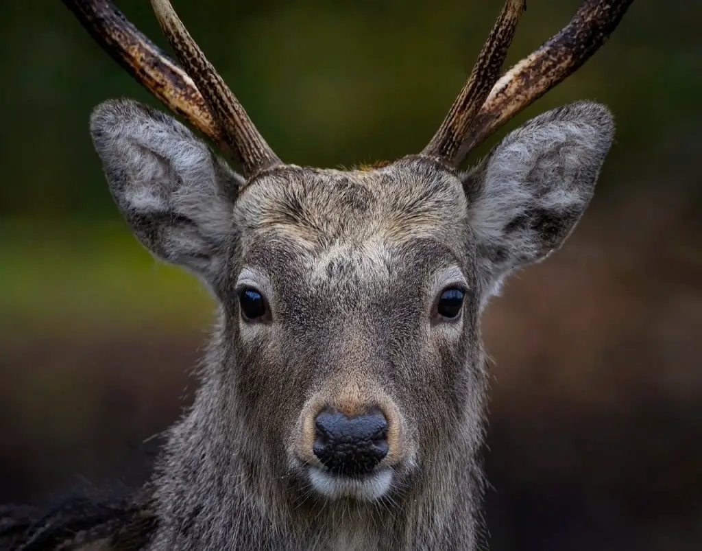 Deer (Odocoileus Virginiana)