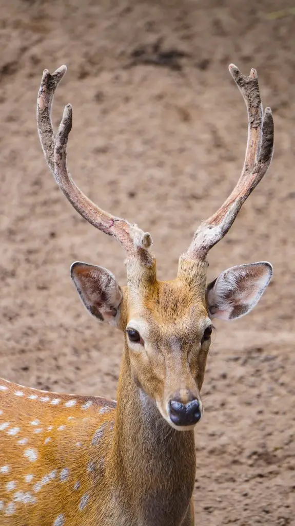 Deer (Odocoileus Virginiana)