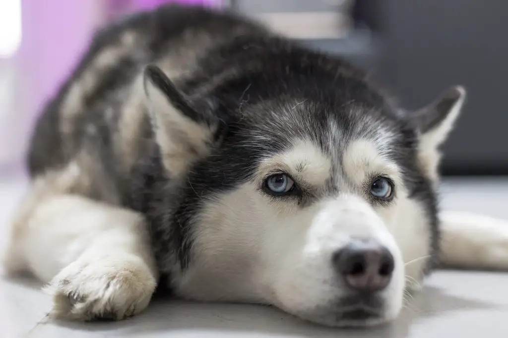 Husky (Canis Lupus)