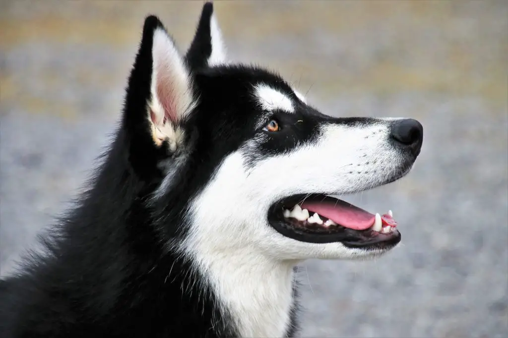 Husky (Canis Lupus)