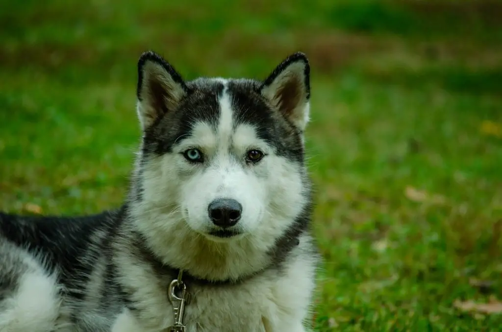 Husky (Canis Lupus)