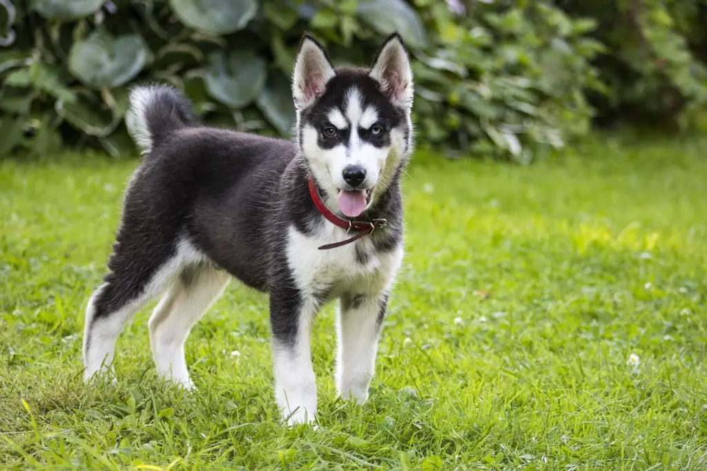 Husky (Canis Lupus)