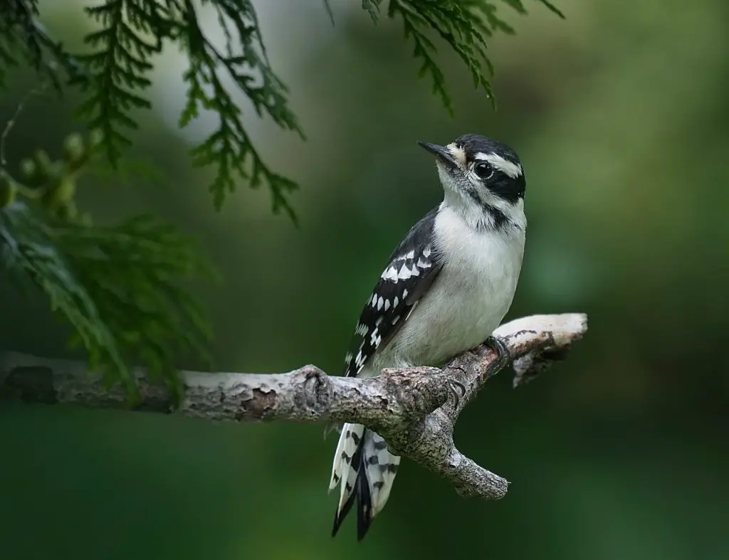 Downy Woodpecker (D. Pubescens)