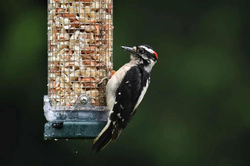 Downy Woodpecker (D. Pubescens)