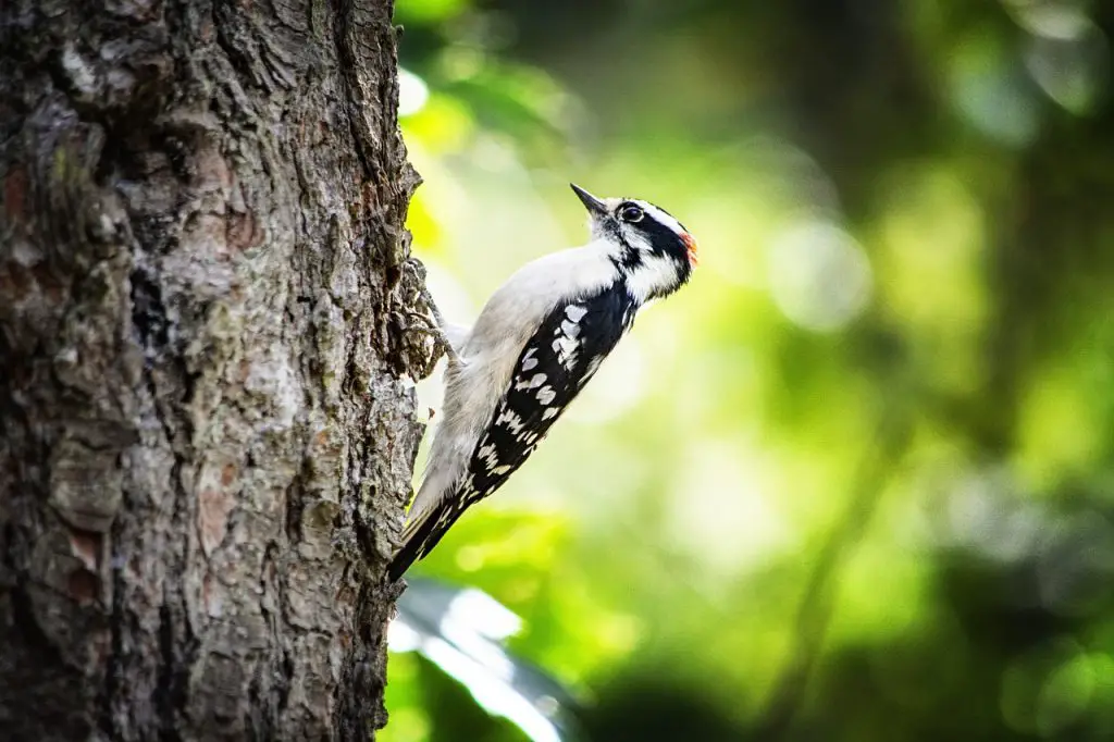 Downy Woodpecker (D. Pubescens)