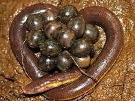 Caecilian (Apoda)