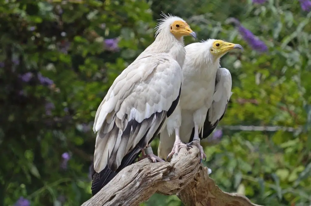 Egyptian Vulture (Neophron Percnopterus) Birds