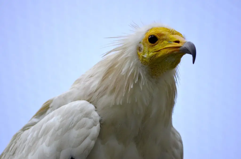 Egyptian Vulture (Neophron Percnopterus) Birds