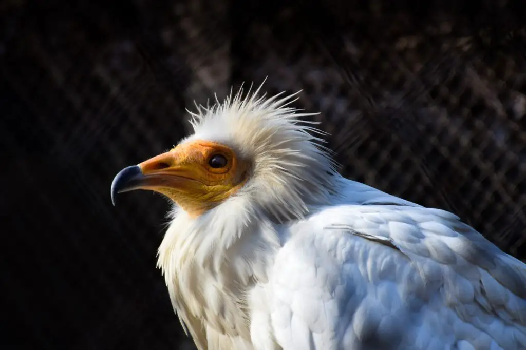 Egyptian Vulture (Neophron Percnopterus) Birds