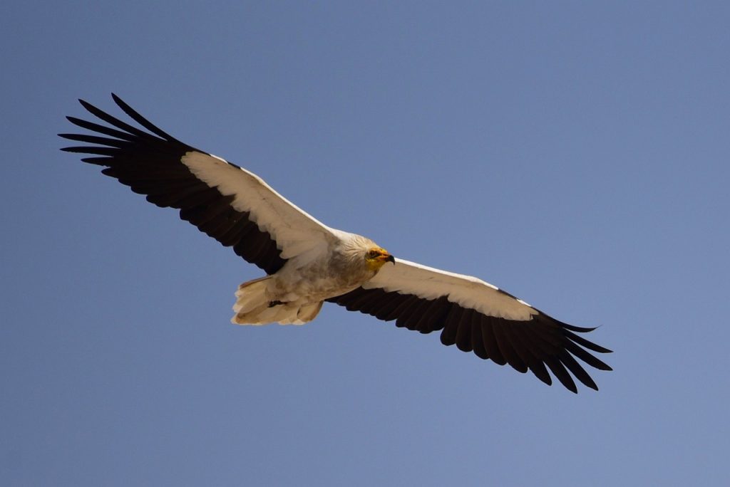 Egyptian Vulture (Neophron Percnopterus) Birds