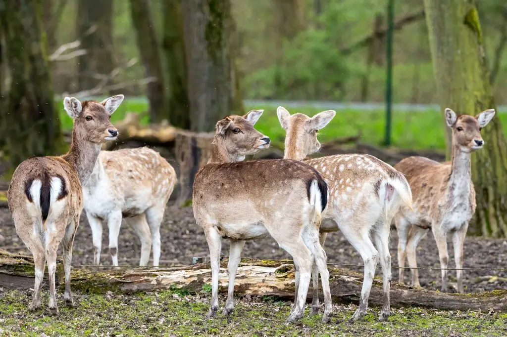 Deer (Odocoileus Virginiana)