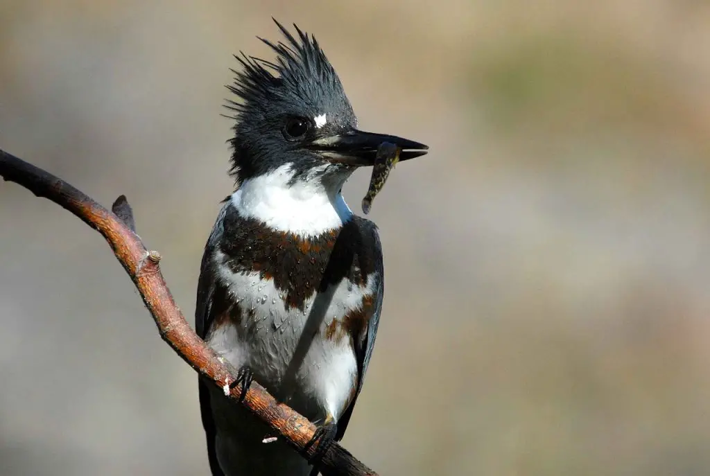 Belted Kingfisher (M. Alcyon)