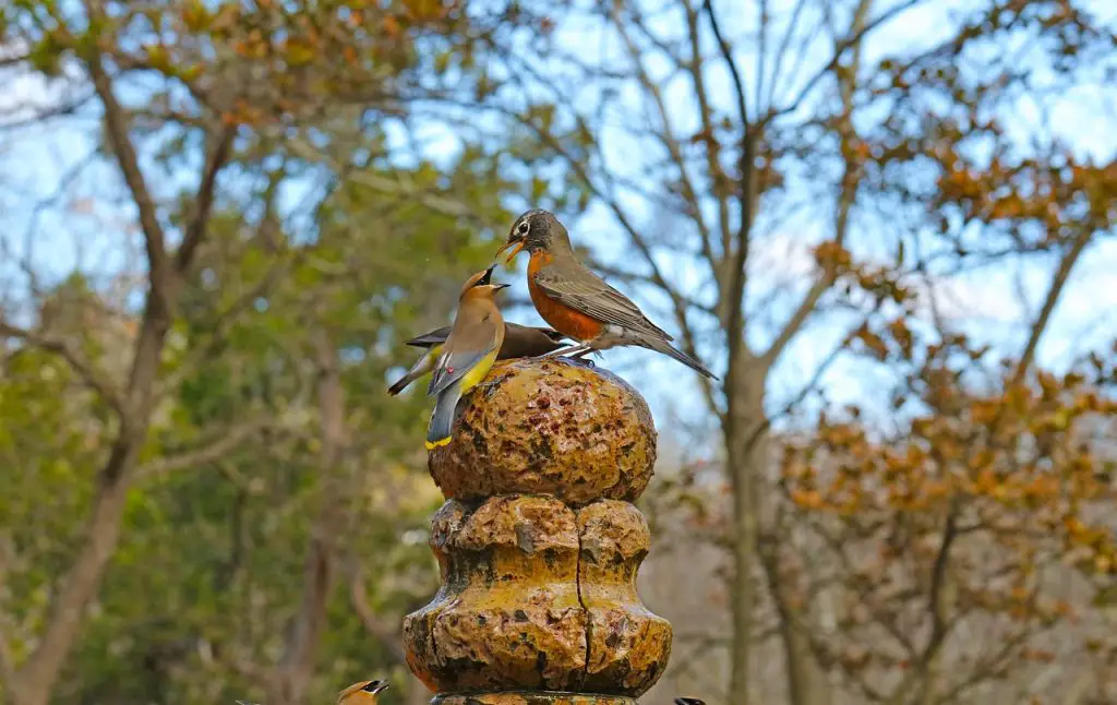 Cedar Waxwing (Bombycilla Cedrorum)