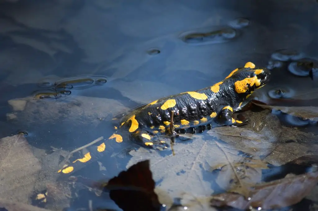 Fire Salamander