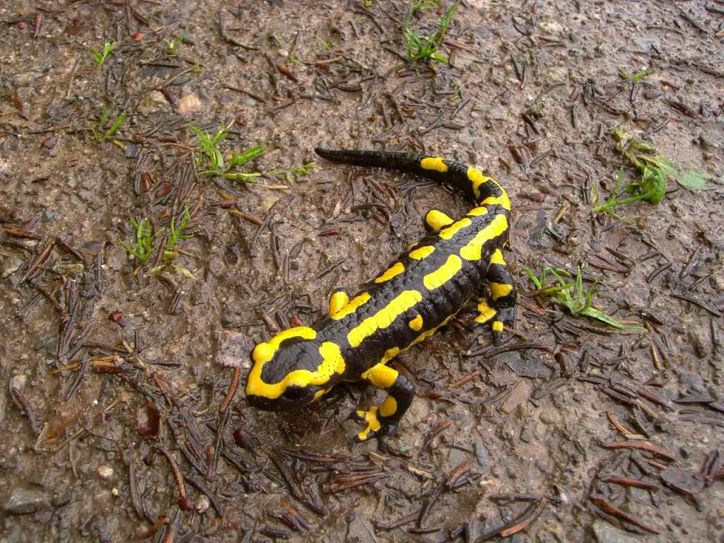 Fire Salamander