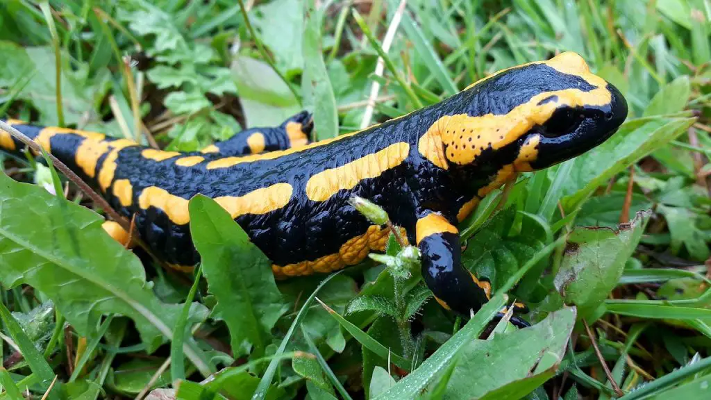 Fire Salamander