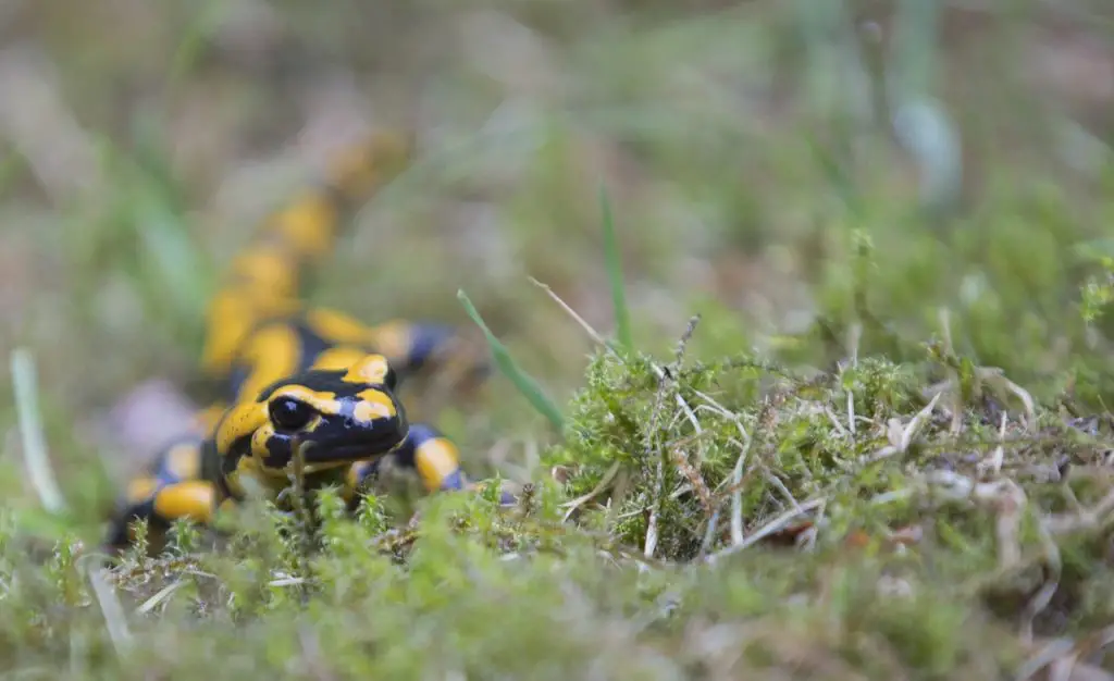 Fire Salamander