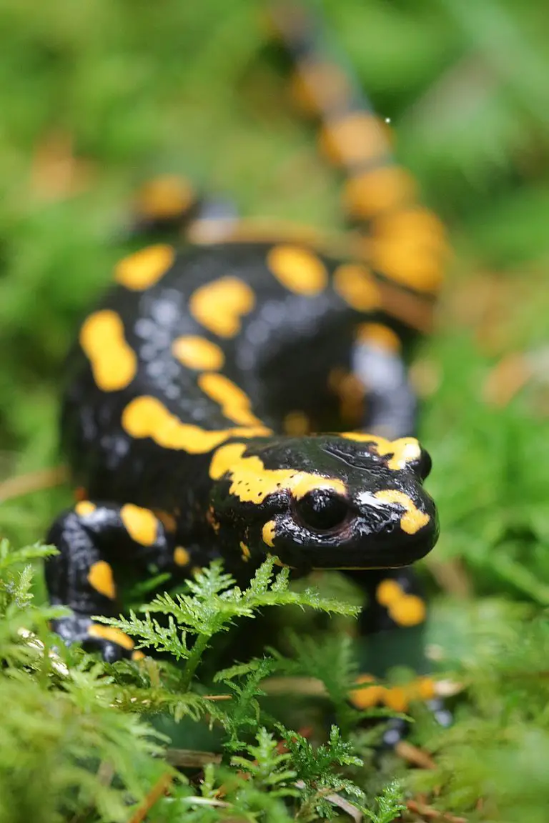 Fire Salamander