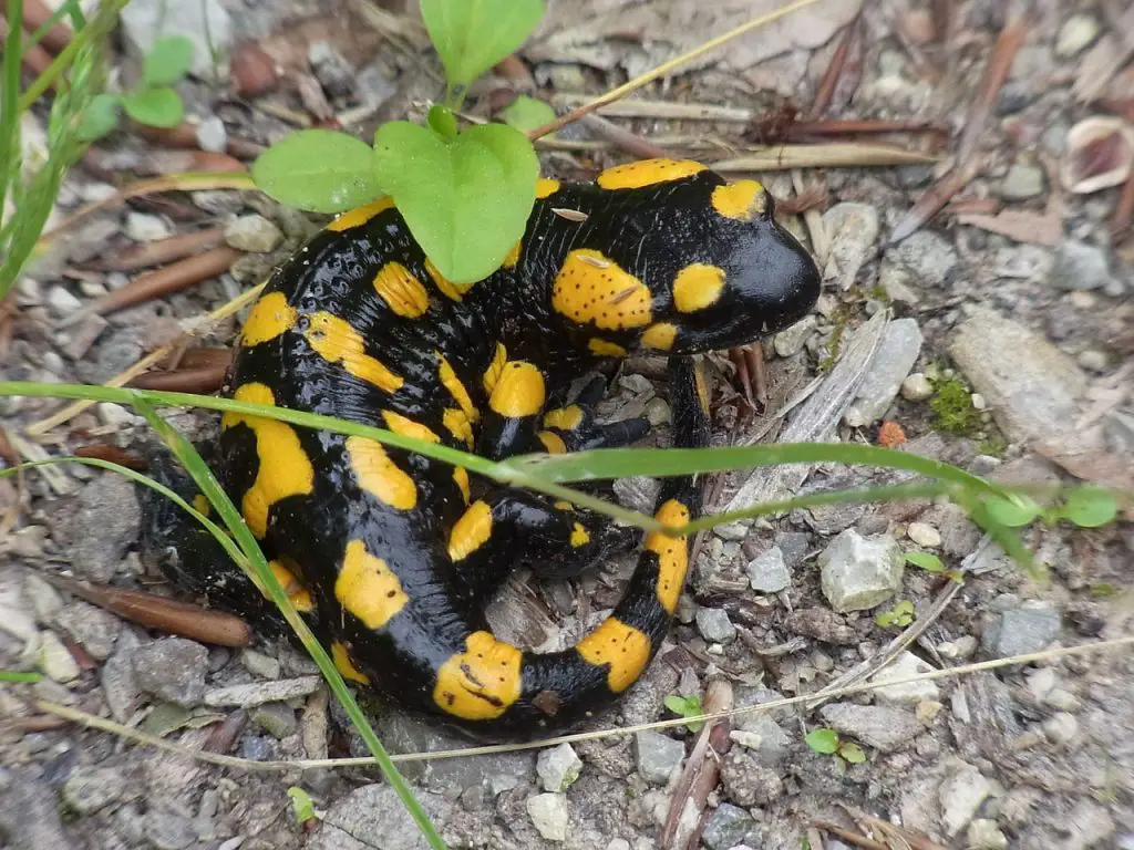 Fire Salamander