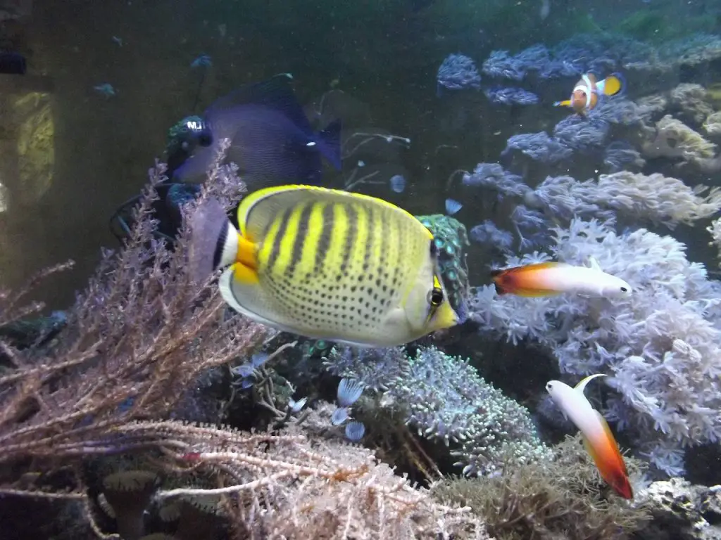 Butterfly Fish (Chaetodontidae)