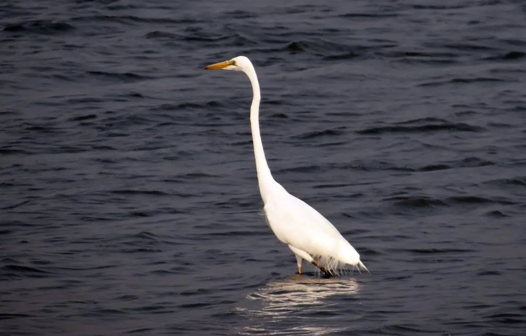 Great Egret (Ardea Alba)