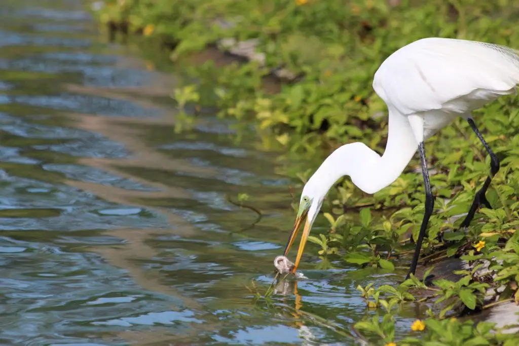 Great Egret (Ardea Alba)