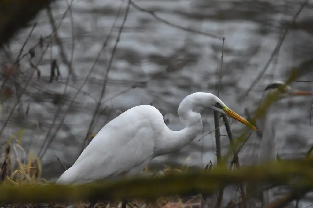 Great Egret (Ardea Alba)